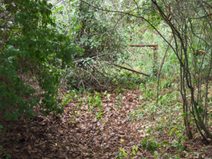 Kleiner Pfad hinter dem Hotel in den Wald hinein